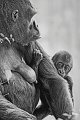41 - Baby gorilla - MINHTAN THAI - united states (the)